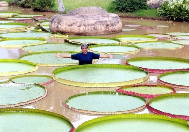 Obrázek The Largest Water Lily in the World