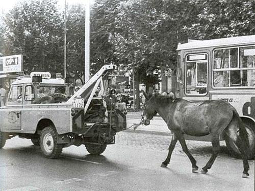 Obrázek The Law is Also for Horses