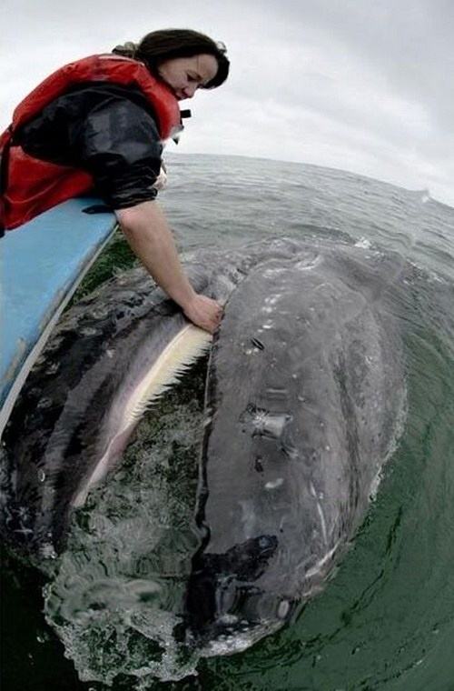 Obrázek The Most Friendly Whales in the World