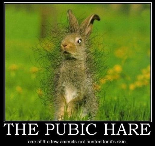 Obrázek The Pubic Hare