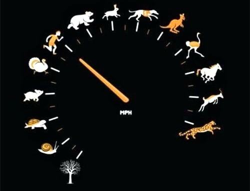 Obrázek The Speed of Amnials