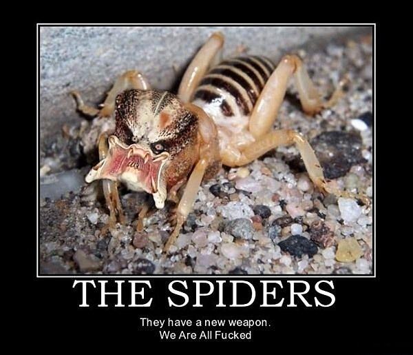 Obrázek The Spiders