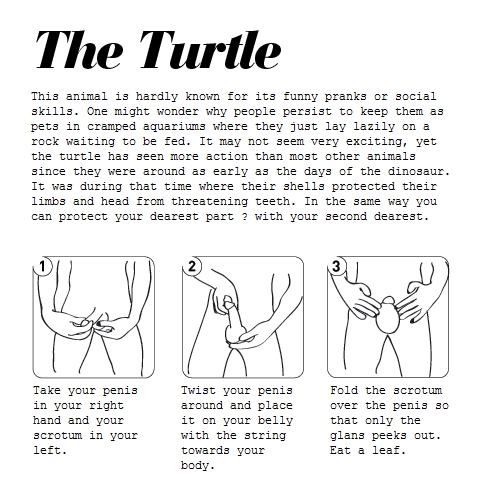Obrázek The Turtle
