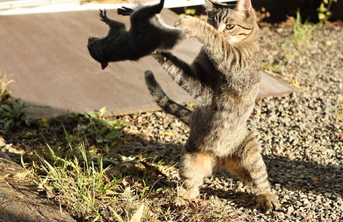 Obrázek The ancient art of Cat Fu