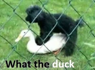 Obrázek The duck 131111