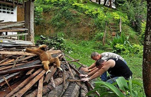 Obrázek The lumber Gibbon is a ruthless overlord