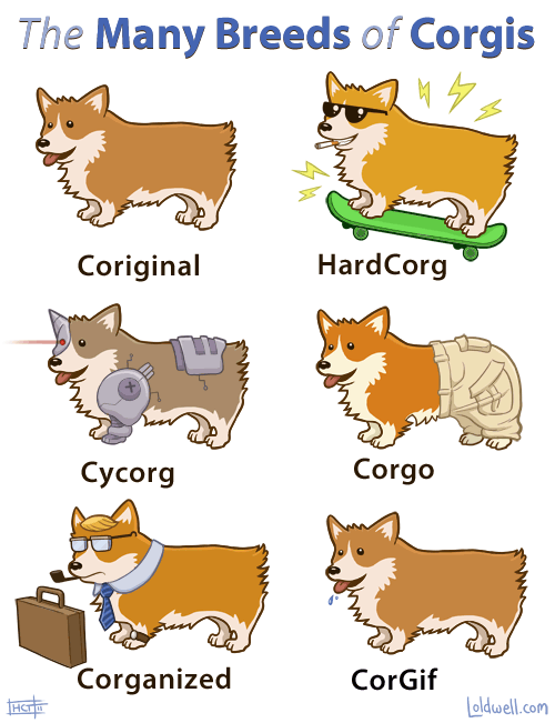 Obrázek The many breeds of corgis