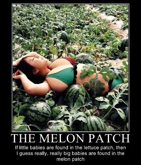 Obrázek The melon patch