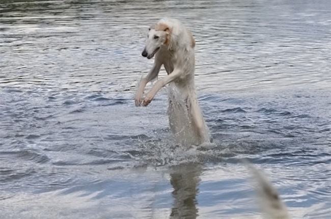 Obrázek The necromancer rises