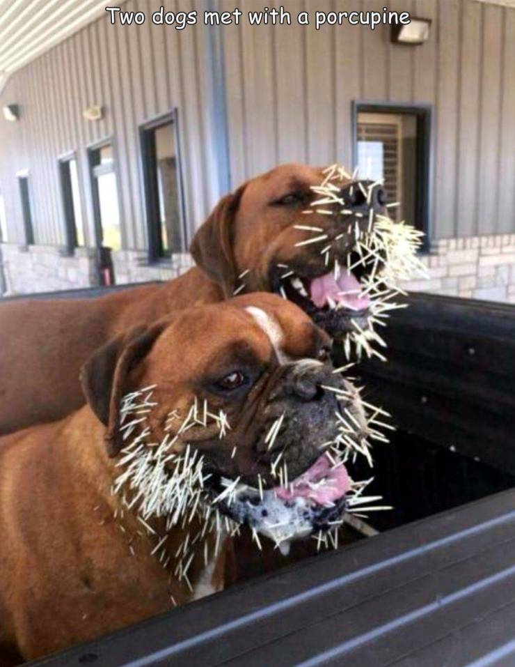 Obrázek The porcupine won