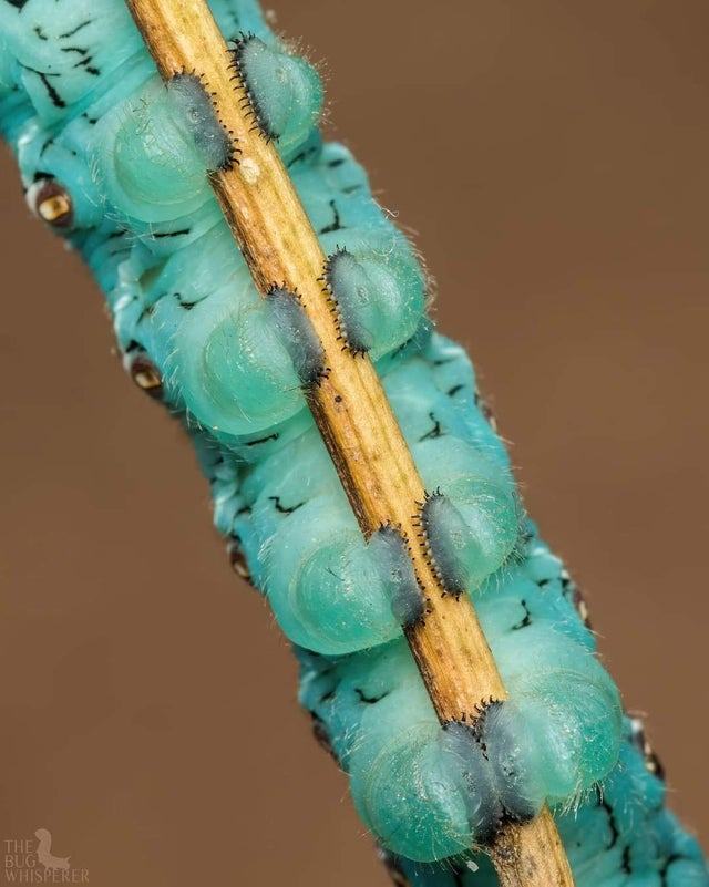 Obrázek The prolegs of a caterpillar