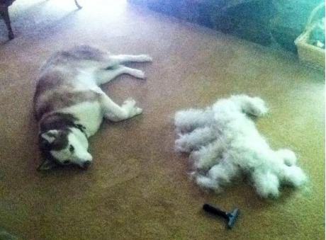 Obrázek The result of brushing a Siberian Husky