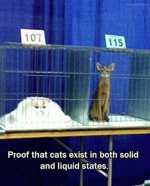 Obrázek The state of a cat