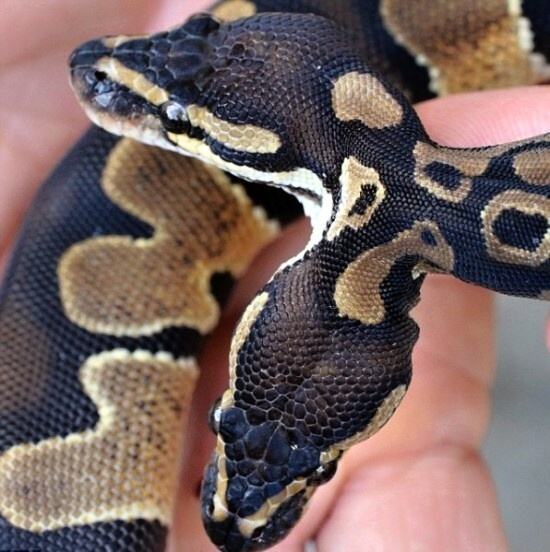 Obrázek The two-headed python