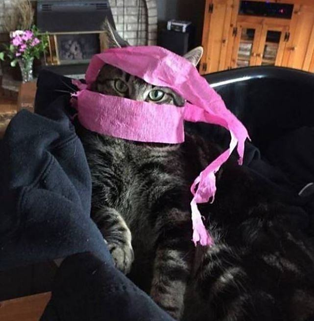 Obrázek This Ninja Of A CAT
