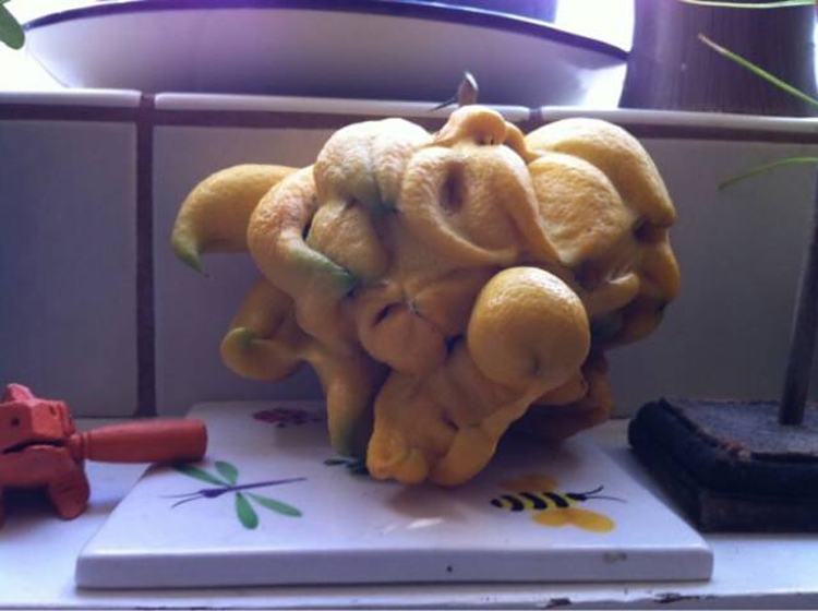 Obrázek This crazy mutant lemon