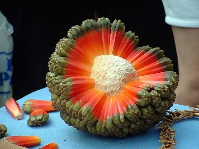 Obrázek This hala fruit that looks like the anatomy of a planet