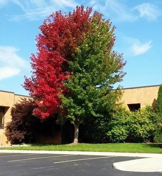 Obrázek This tree is transitioning between seasons