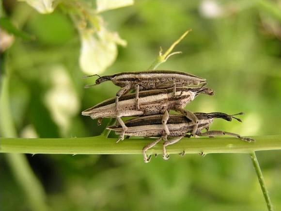 Obrázek Threesome 2104