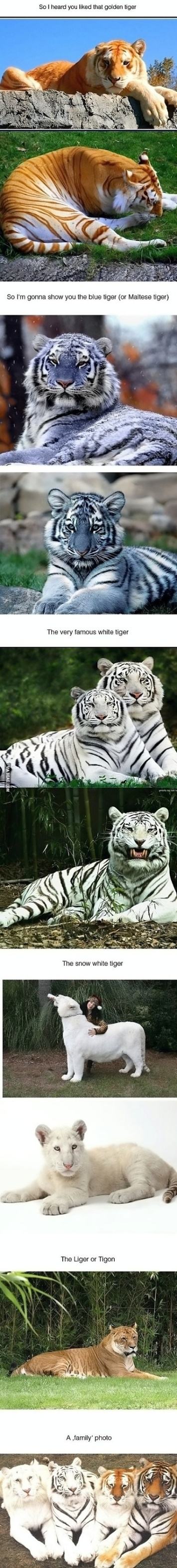 Obrázek Tiger-types-Awesome