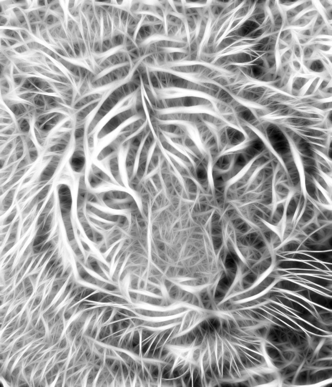 Obrázek Tiger 06-04-2009