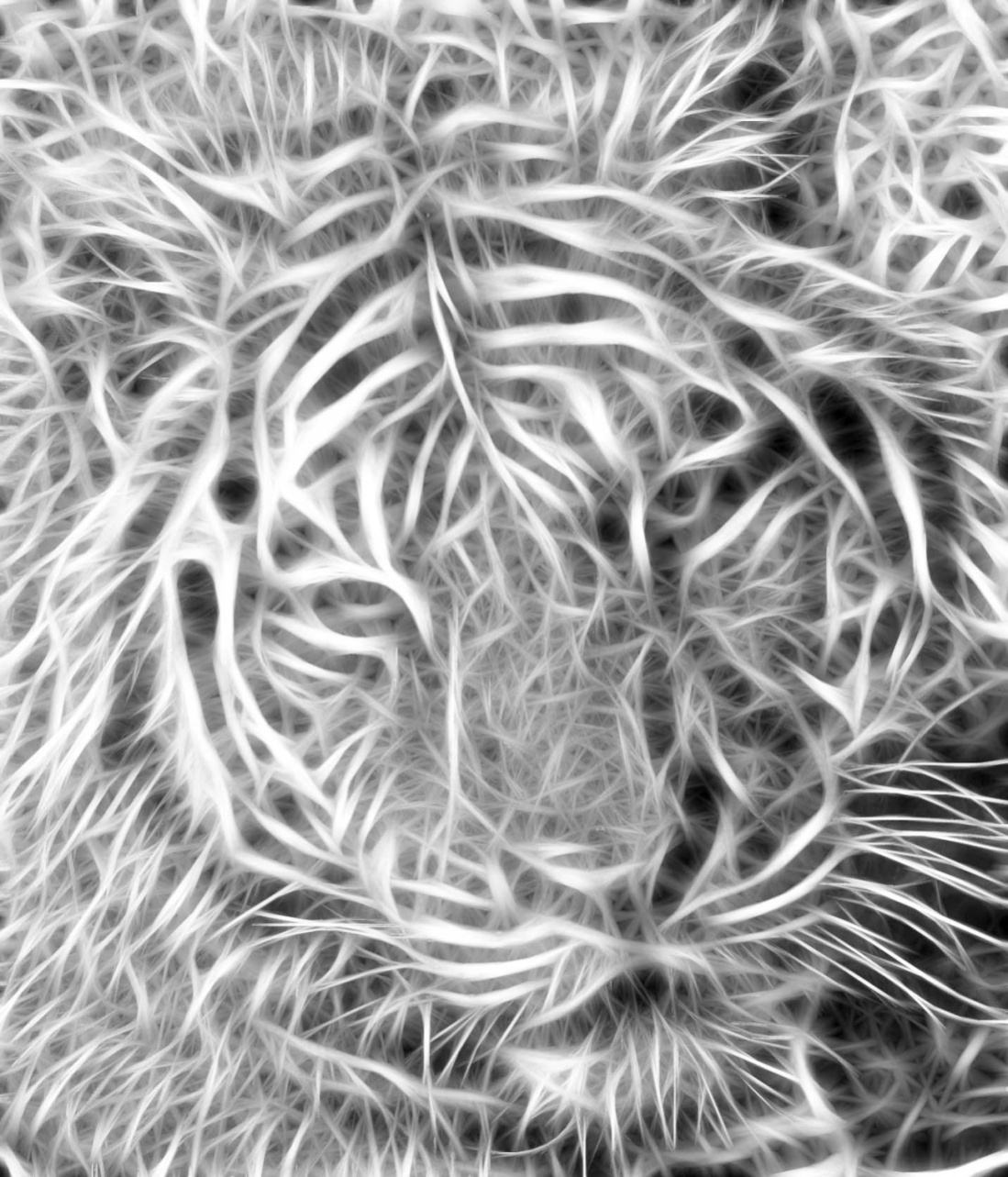 Obrázek Tiger 06-04-2009