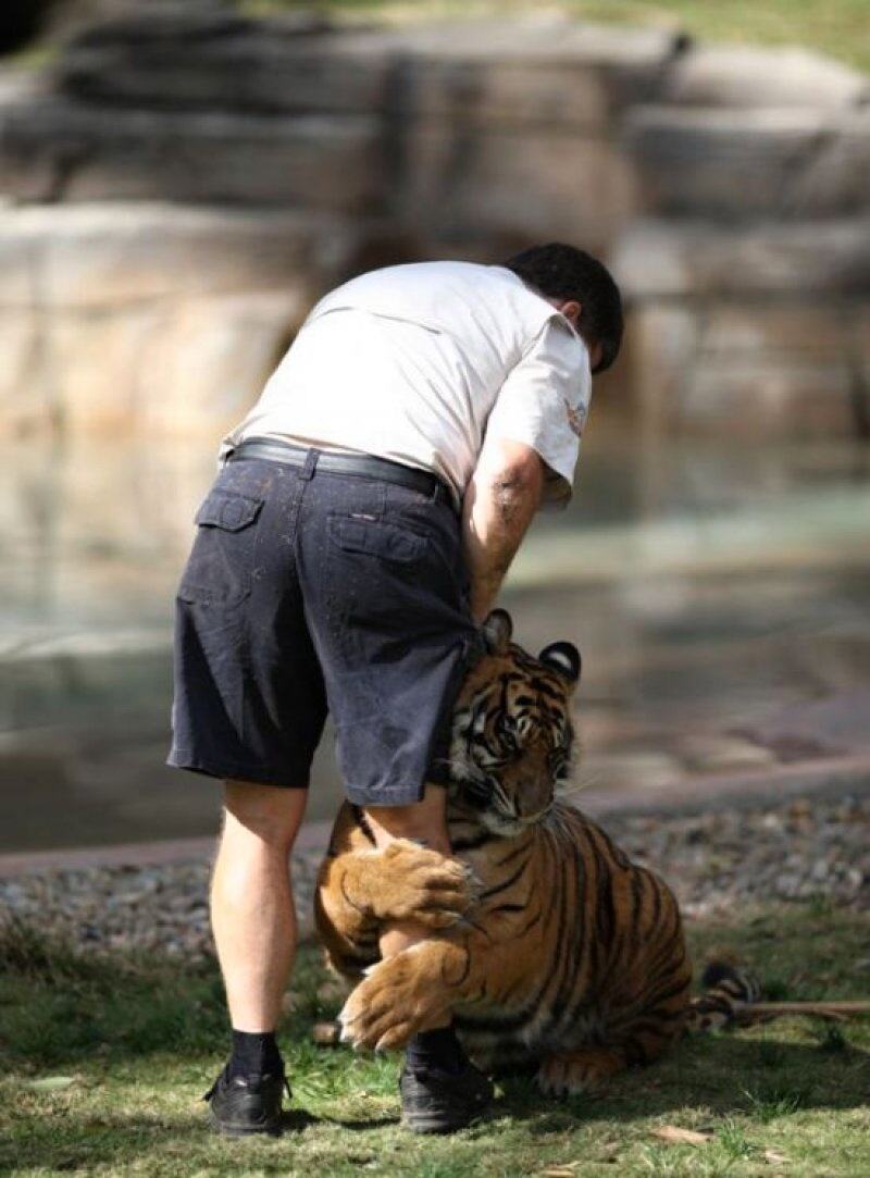 Obrázek Tiger Gives Hug