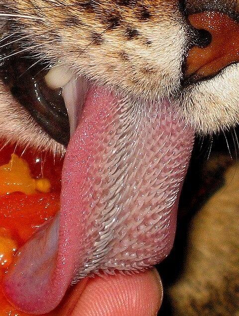 Obrázek Tiger Tongue