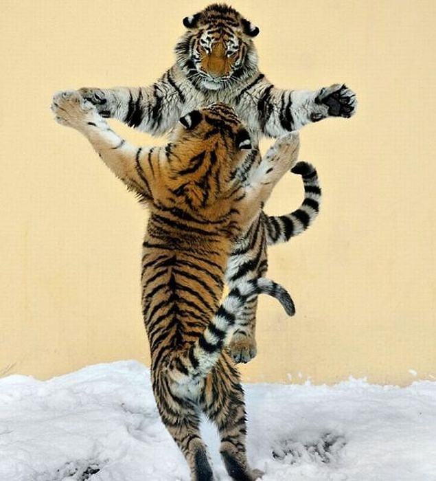 Obrázek Tigerdance 29-02-2012