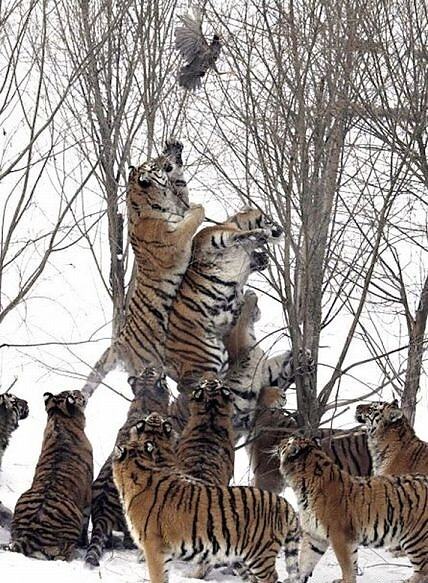 Obrázek Tigers hunting