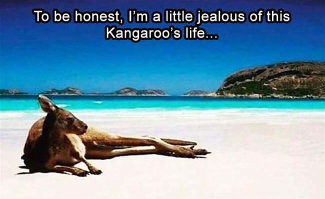 Obrázek To Be Honest Kangaroo 