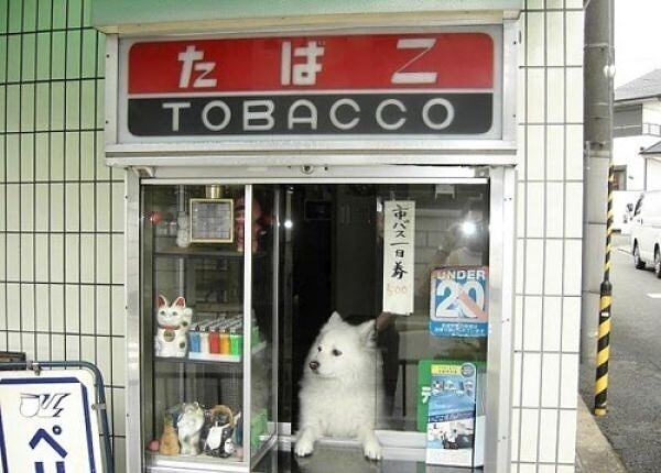 Obrázek Tobacco