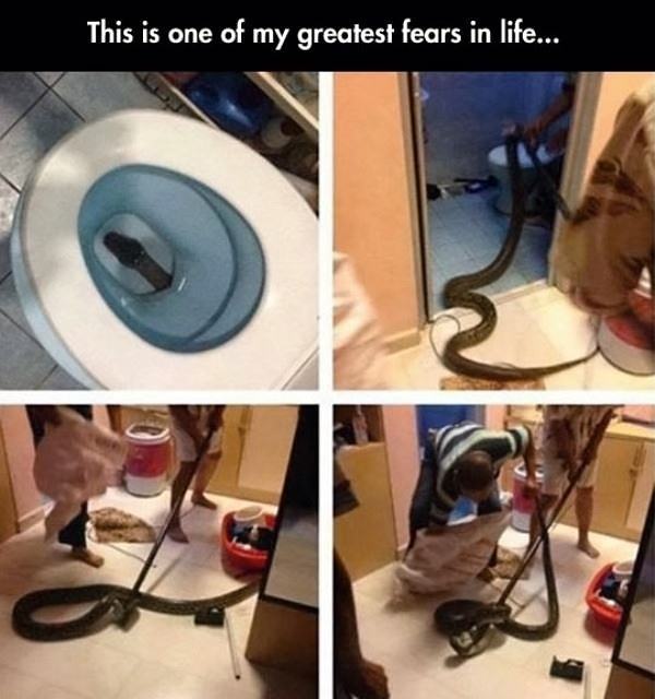 Obrázek Toilet Snake