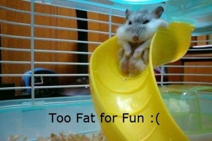 Obrázek Too fat 19-03-2012