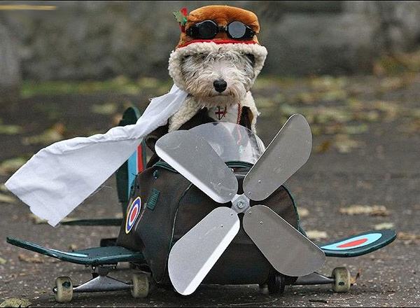 Obrázek Top Gun Dog