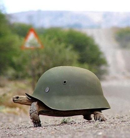 Obrázek Tortoise Battle Armour 15-01-2012