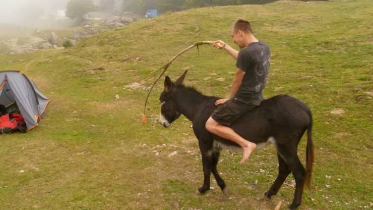 Obrázek Traveling at the speed of a carrot