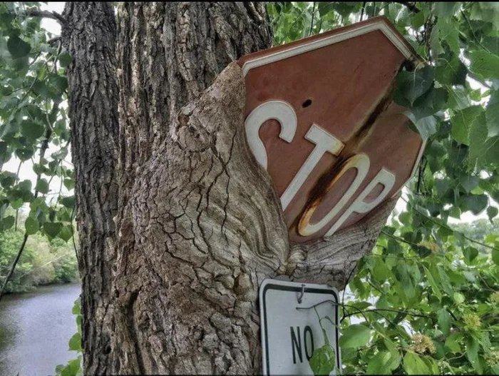 Obrázek Tree-grows-onto-broken-stop-sign