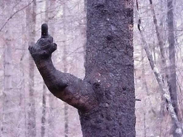 Obrázek TreeFuck