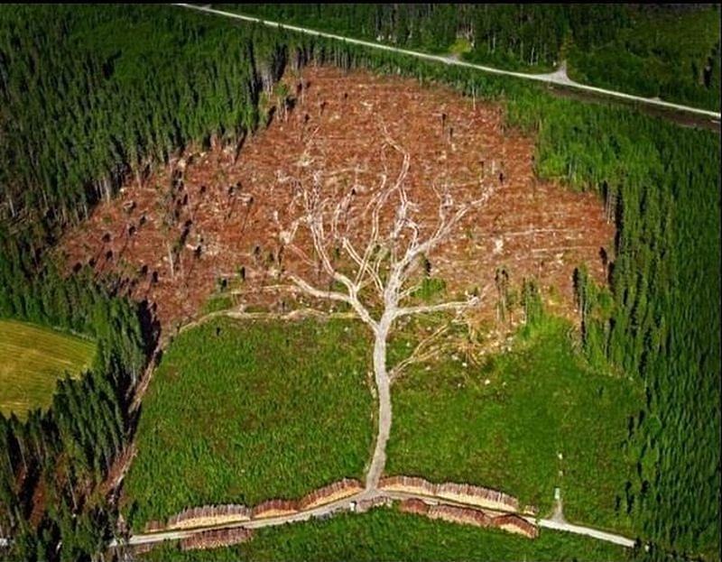 Obrázek Tree - 21-05-2012