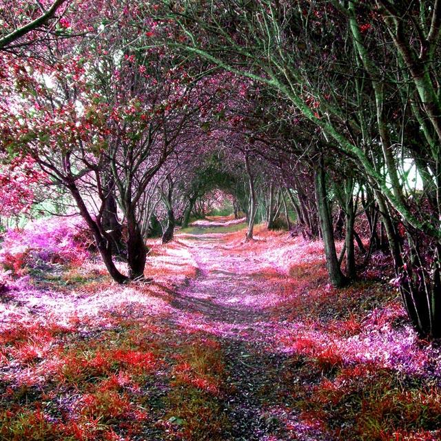 Obrázek Tree tunnel Sena de Luna Spanelsko