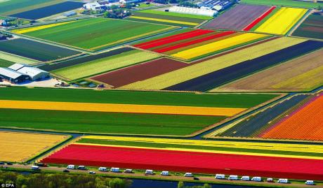Obrázek Tulip fields in Holland Netherlands