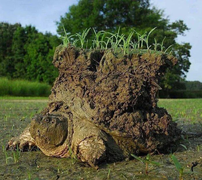 Obrázek Turtle-coming-out-of-hibernation