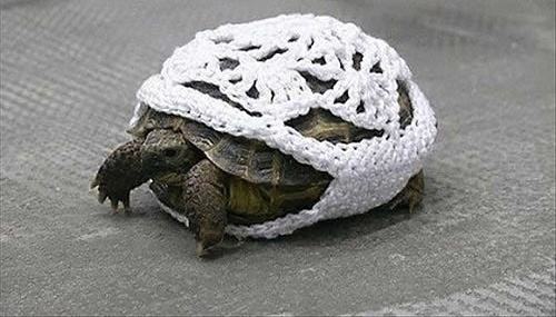 Obrázek Turtle Knit 04-03-2012