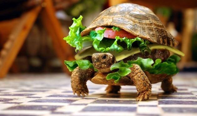 Obrázek Turtle hamburger