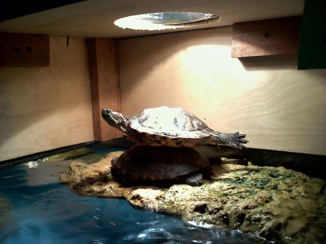 Obrázek Turtle planking