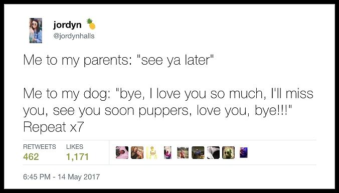 Obrázek Tweets That All Dog Owners Can Relate To   