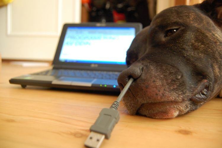 Obrázek USB a pes