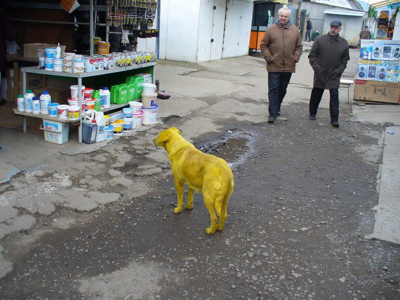 Obrázek Ukrajina-Uzhorod-ColorDog