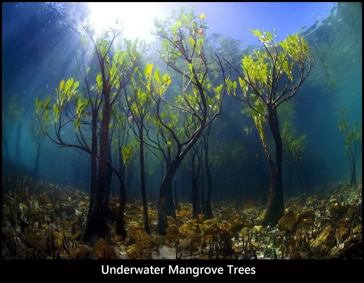 Obrázek Underwater trees